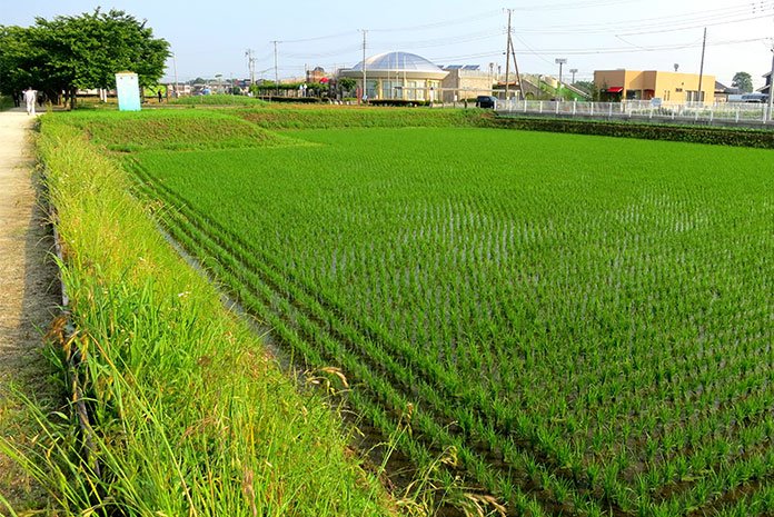 plantacao-de-arroz