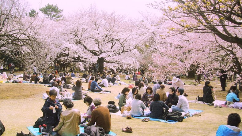 Flores de cerejeira no Japão