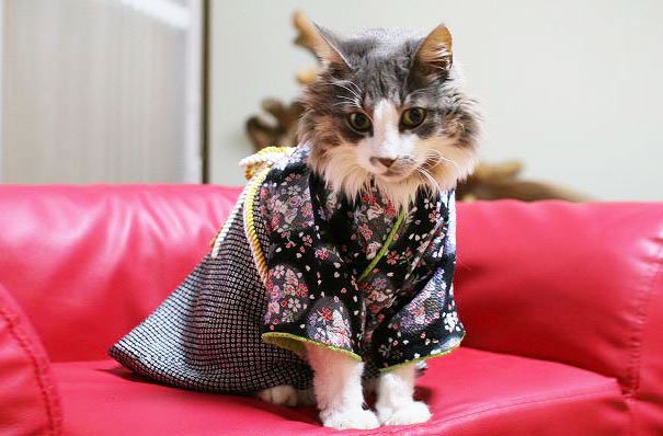 Em Tóquio, templo de gatos da sorte atrai instagramers de todo