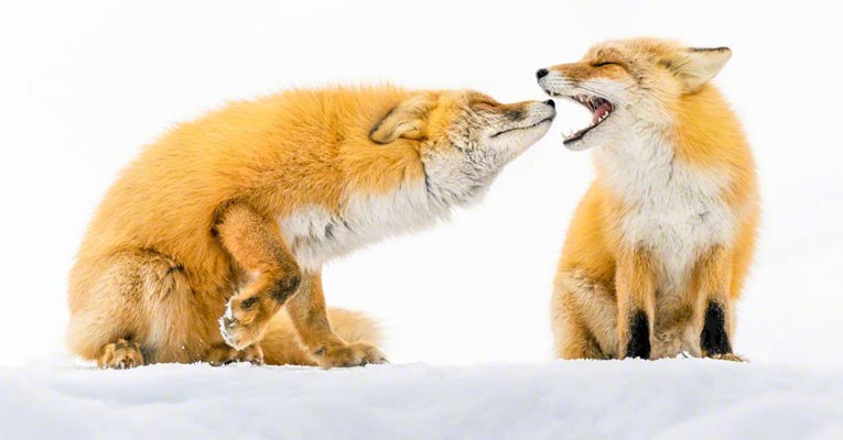 hokkaido red fox