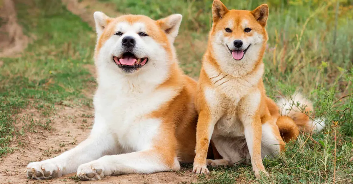 Conheça 8 raças de cães japoneses