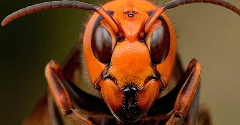 Vespa Mandarina: o inseto mais perigoso do Japão