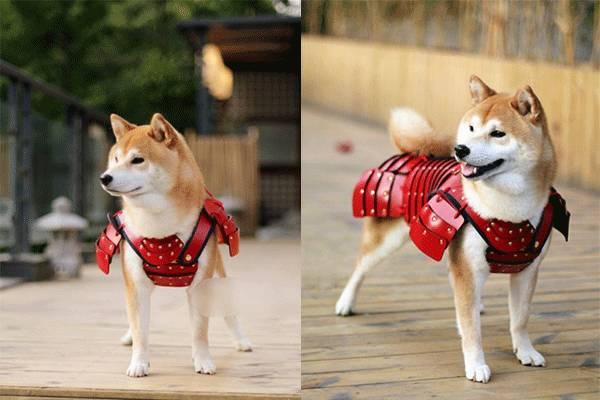 roupas samurai pet