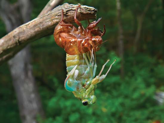 inseto do Japão Cicada