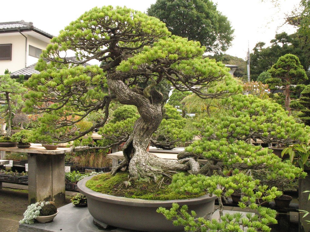 Japão bonsai