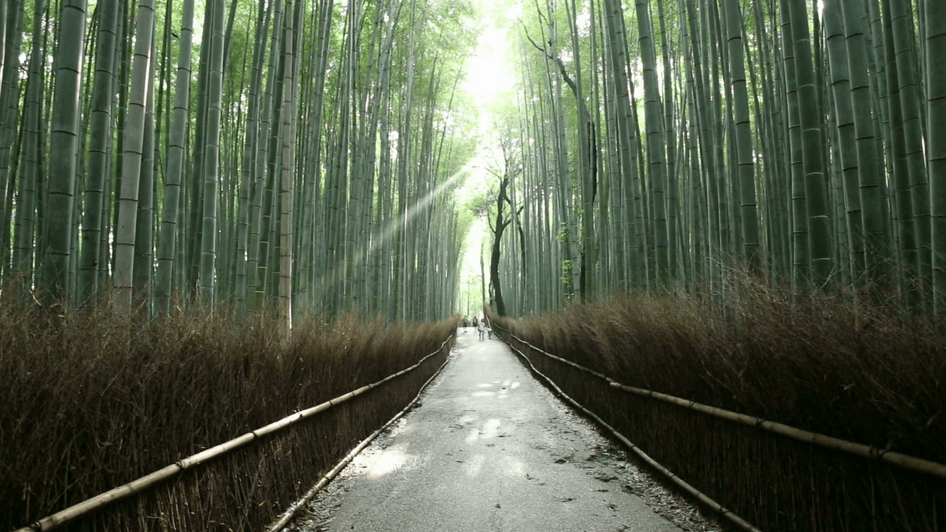 caminho de bambus de Arashiyama