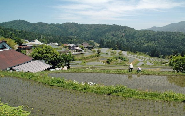 Plantação de arroz Harie