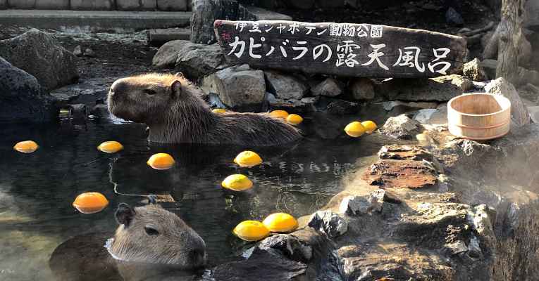 O Dia do Ofurô das Capivaras no Japão - Cultura Japonesa