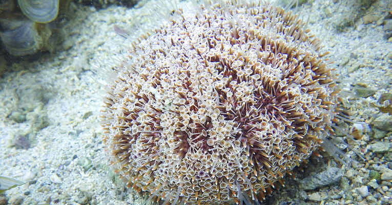 Ourico Do Mar Mais Venenoso Tambem Esta No Japao E Causa Estragos