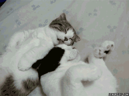 gatos deitados