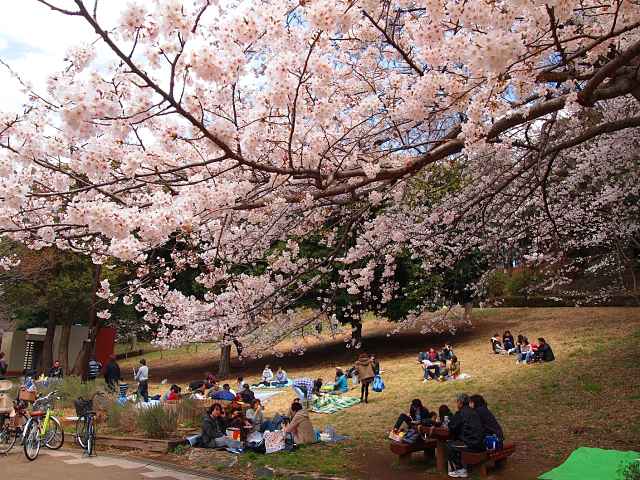 Sakura no parque mitsuike