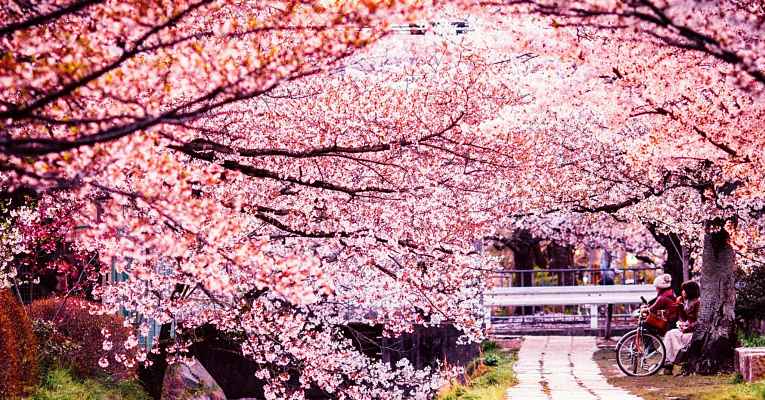 Temporada de sakura no Japão