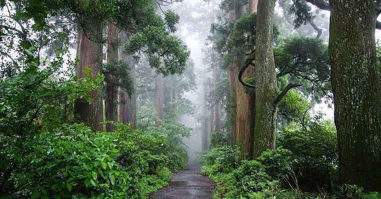 floresta em Hakone