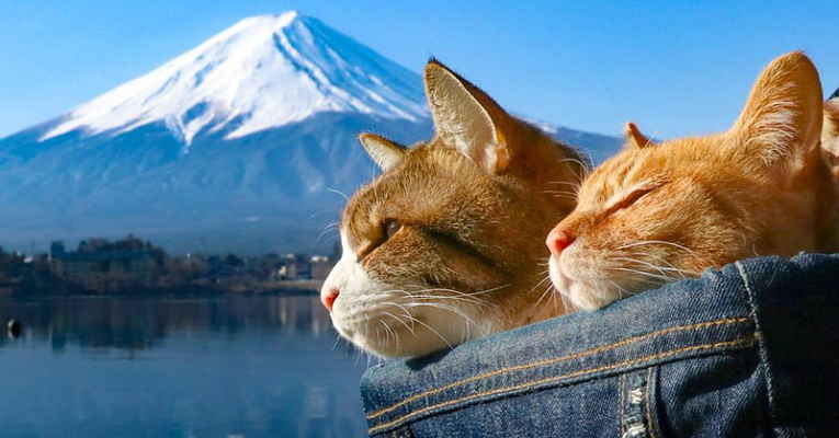 Gatos viajantes no Monte Fuji