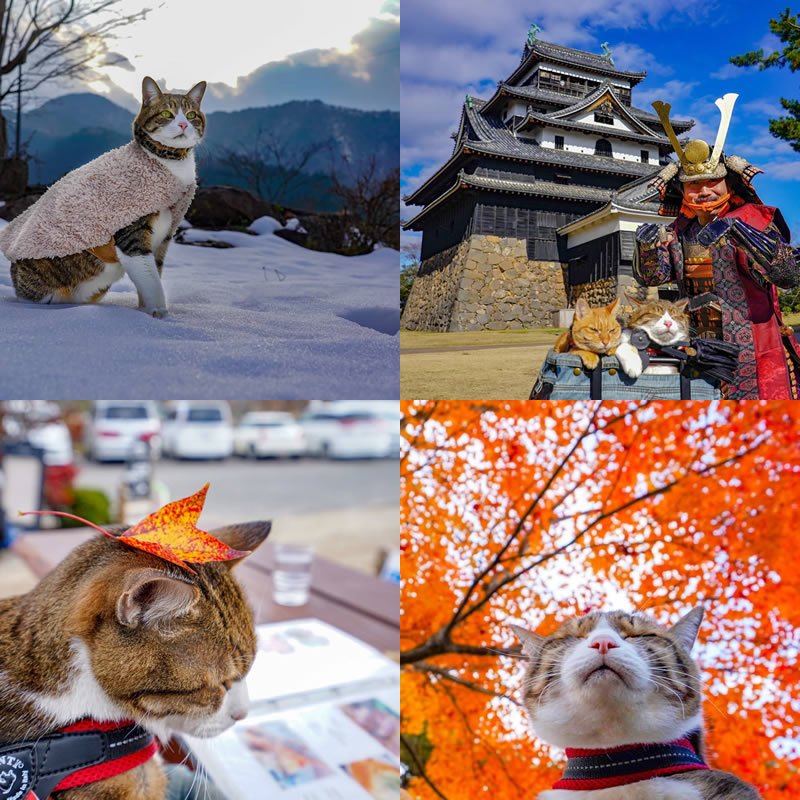Gatos viajantes pelo Japão