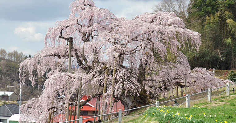 Nihon Godai Sakura