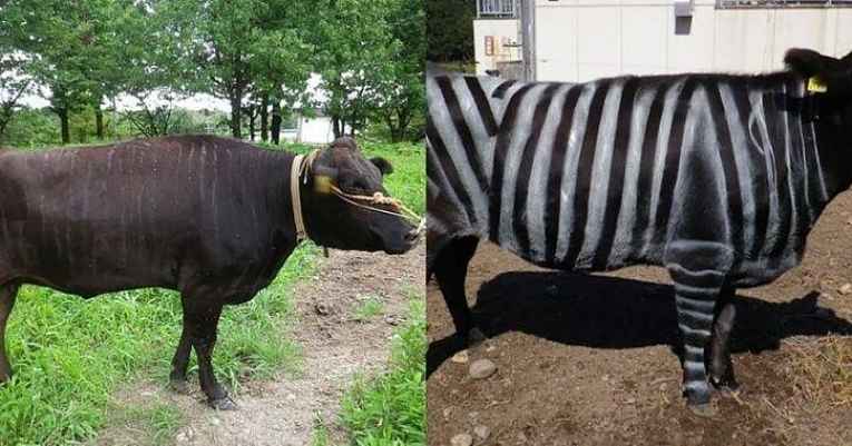 Vaca com e sem pintura