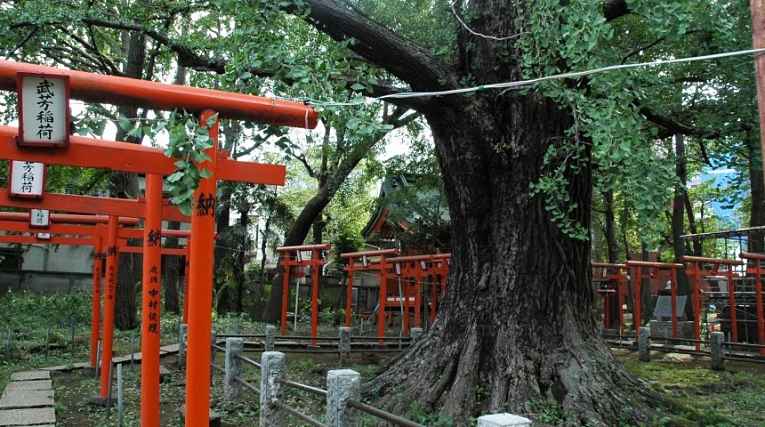 Caminho de torii