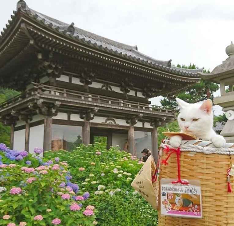 Koyuki em frente ao templo