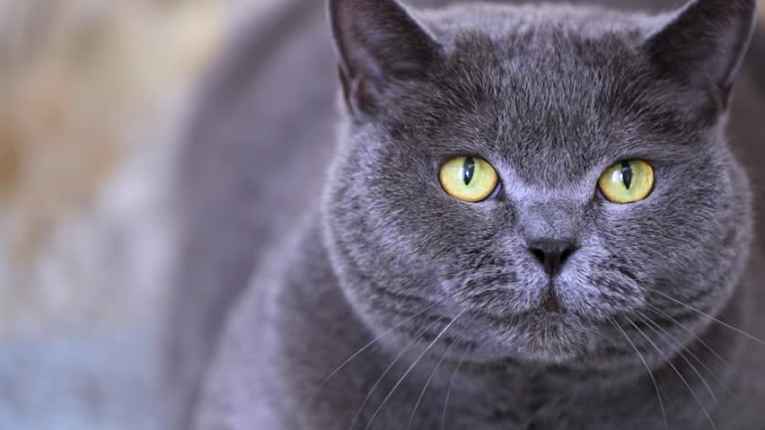 Confira as 10 raças de gatos mais populares do Japão