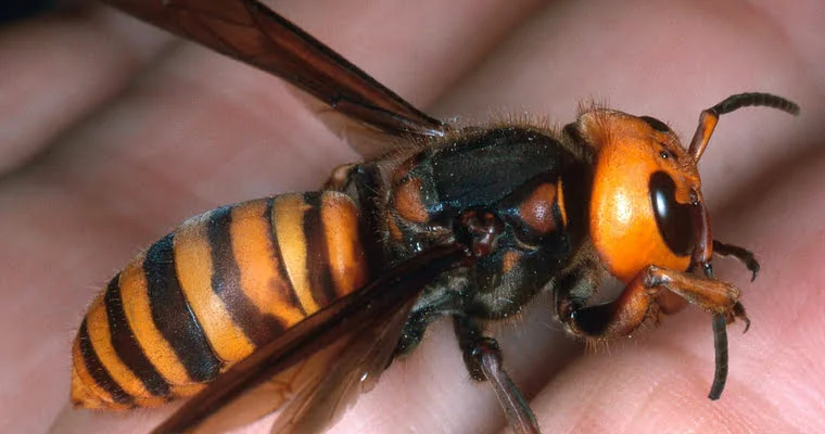 Vespa gigante - Portal de Zoologia