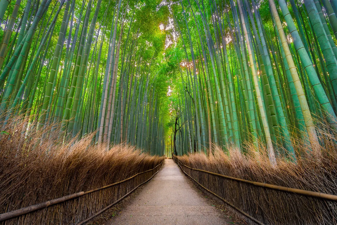 Floresta de Bambus de Arashiyama