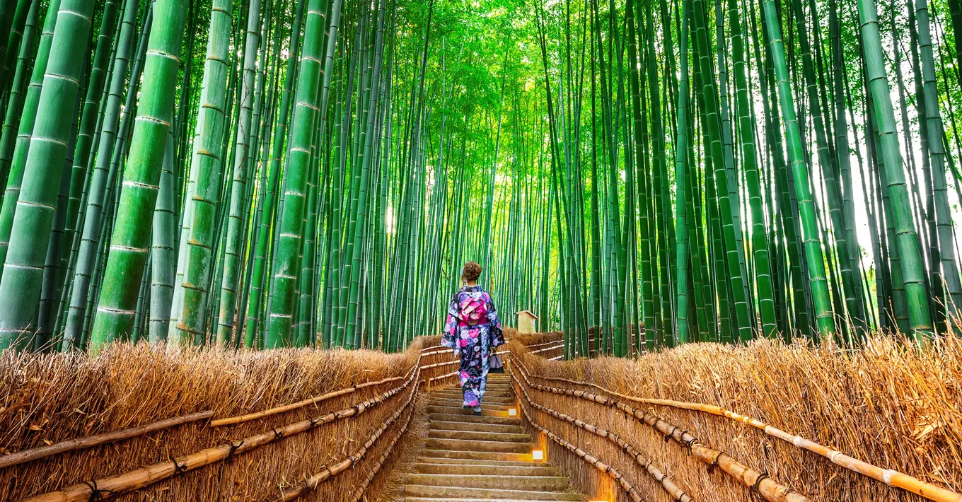 Floresta de bambus de Arashiyama